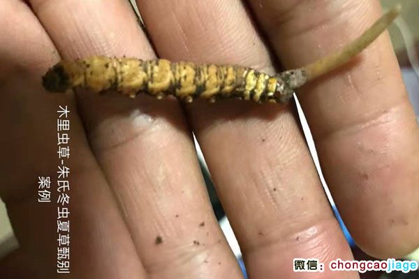 尕木里虫草图片
