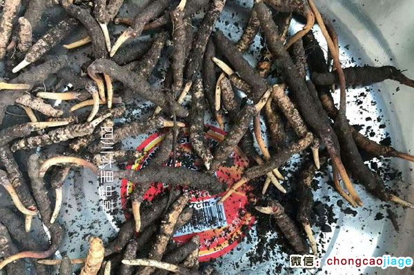 新鲜木里虫草图片