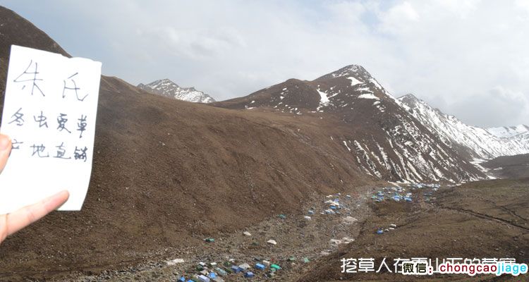 冬虫夏草采摘宿营地图片