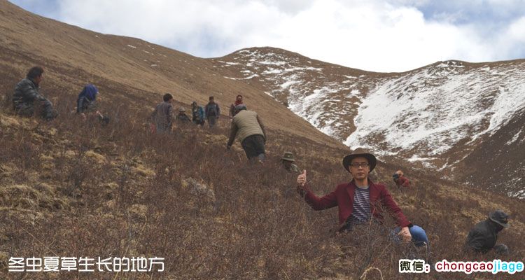 冬虫夏草采摘地点图片