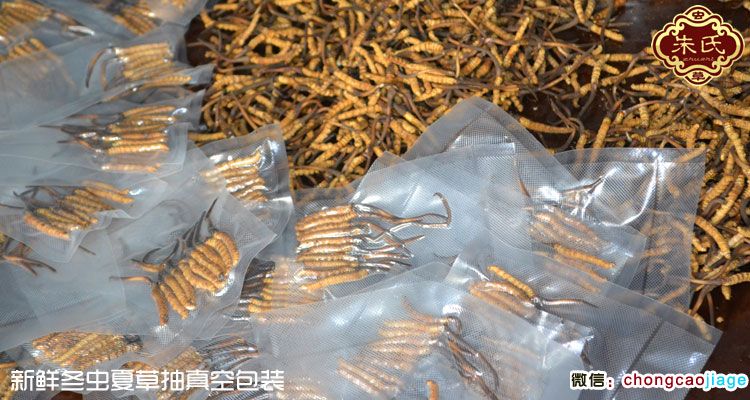 新鲜冬虫夏草成品图片