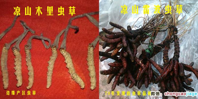 凉山木里虫草和凉山雷波虫草对比图片