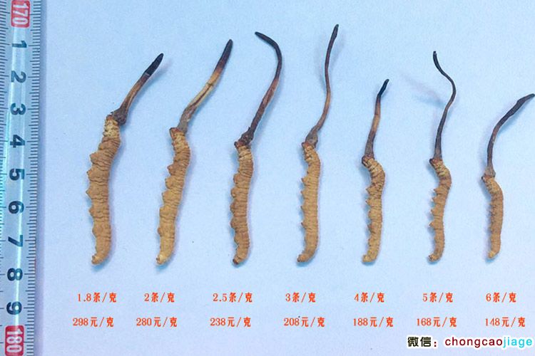 虫草分类等级区分图片