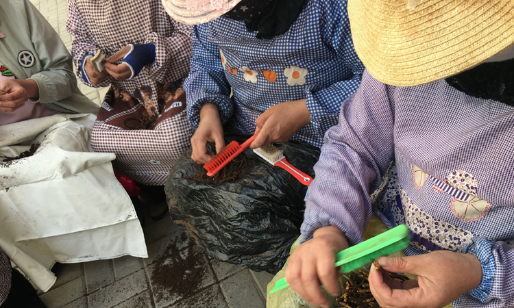 冬虫夏草清理泥土图片