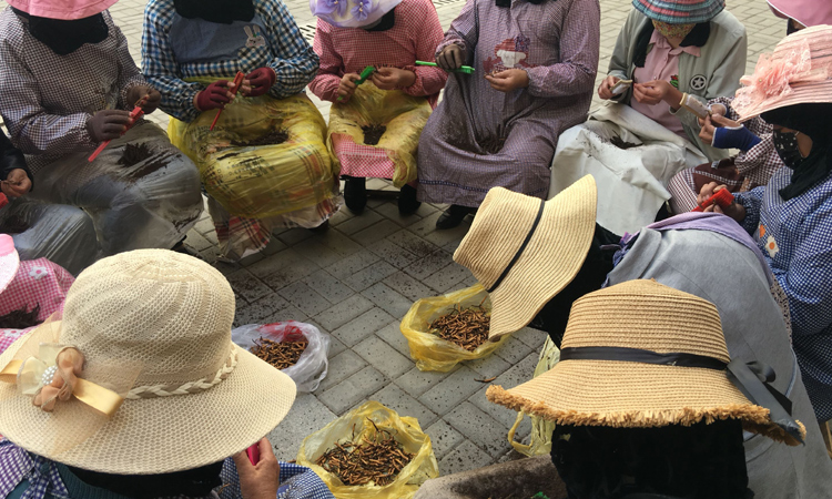 新鲜虫草刷土图片