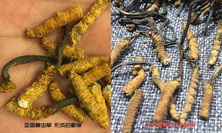 亚香棒虫草断草和冬虫夏草断草区别