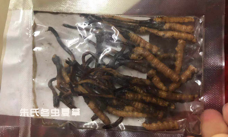 新鲜虫草解冻后图片