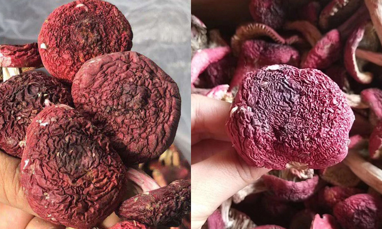染色红菇图图片