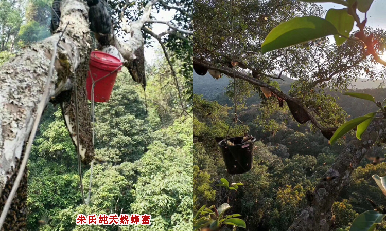 纯天然蜂蜜在树上图片