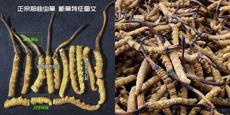 那曲虫草断草辨别图片