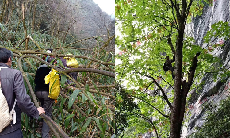 寻找桑树桑黄图片