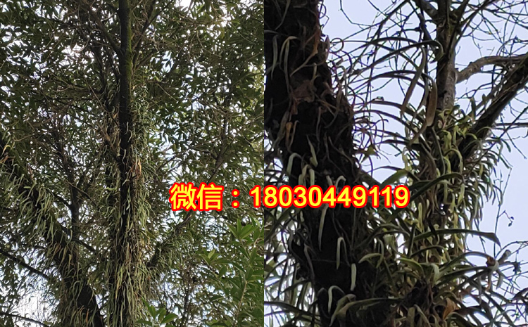 野生老挝化石草是什么样子