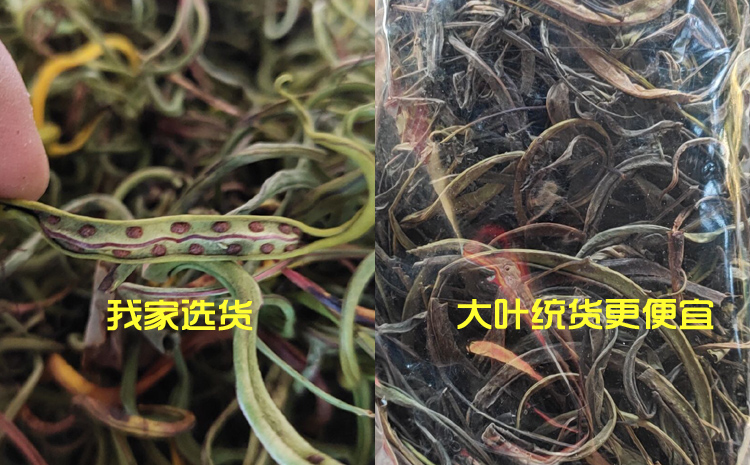 老挝化石草图片