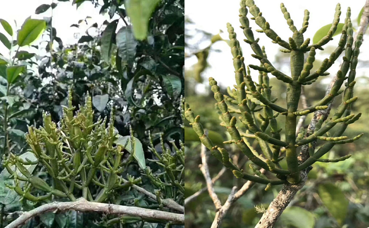 寄生在古茶树上的野生螃蟹脚