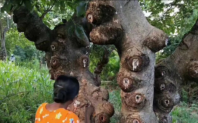 缅甸雪燕树图片