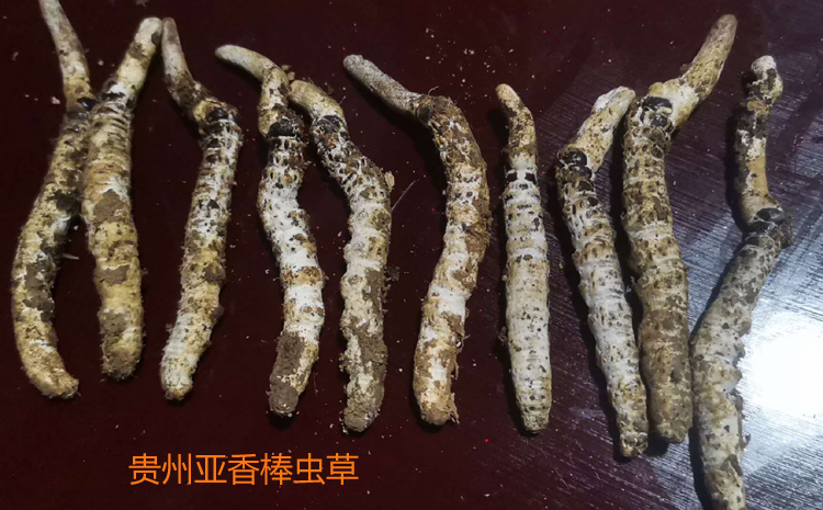 贵州虫草图片