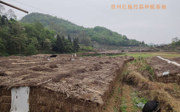 贵州织金红拖竹荪种植基地