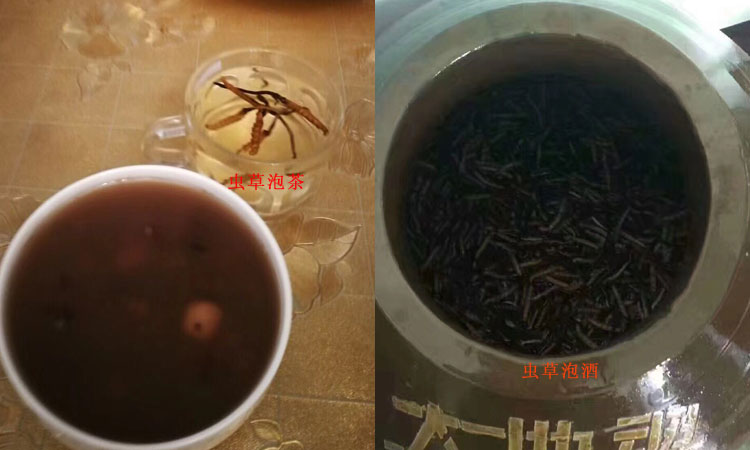 冬虫夏草泡茶泡酒图片