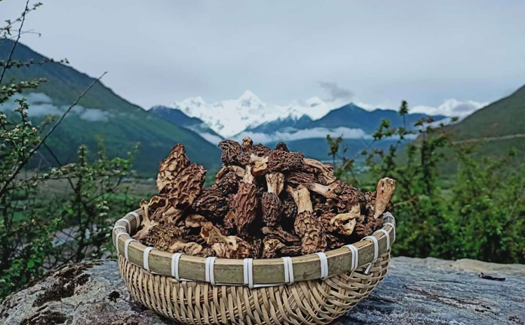 波密野生羊肚菌干货图片