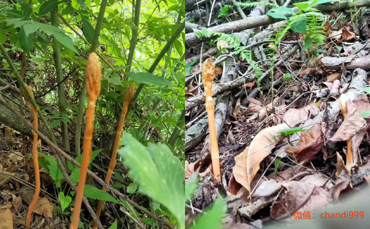 野生天麻植物生长图片图片