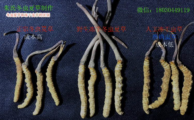 冬虫夏草和冻干虫草区别图片