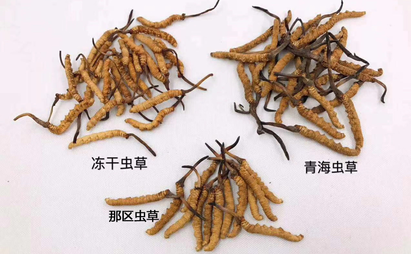 野生虫草和人工虫草对比图片