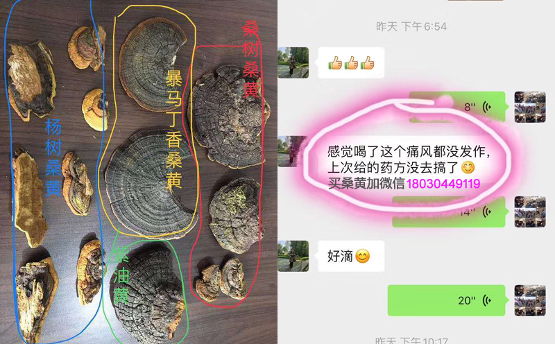 抑制尿酸生成的中药桑黄