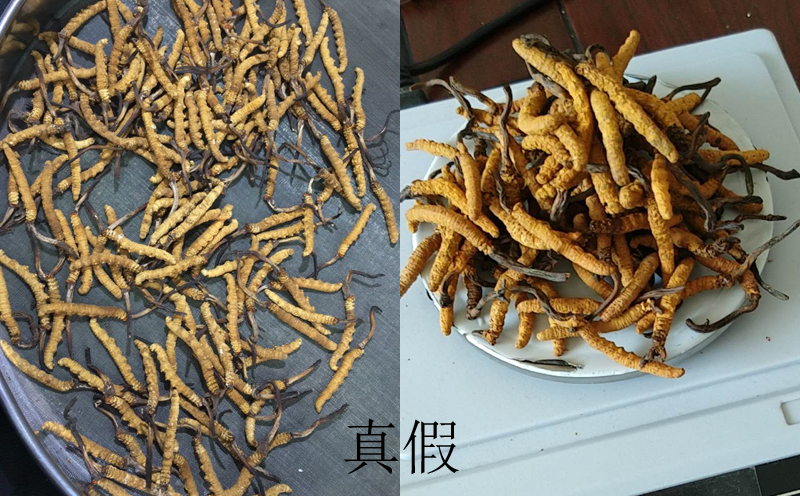 真假冬虫夏草图片