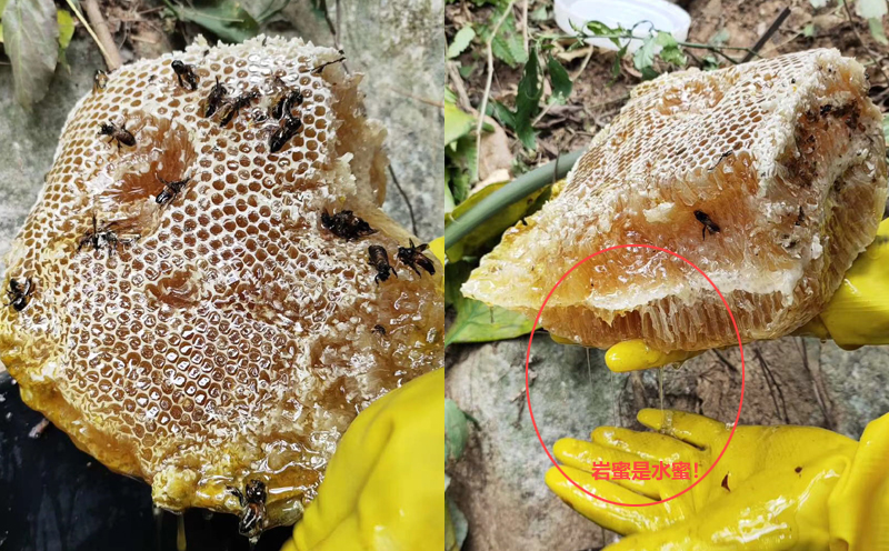 岩蜂蜜蜂巢图片