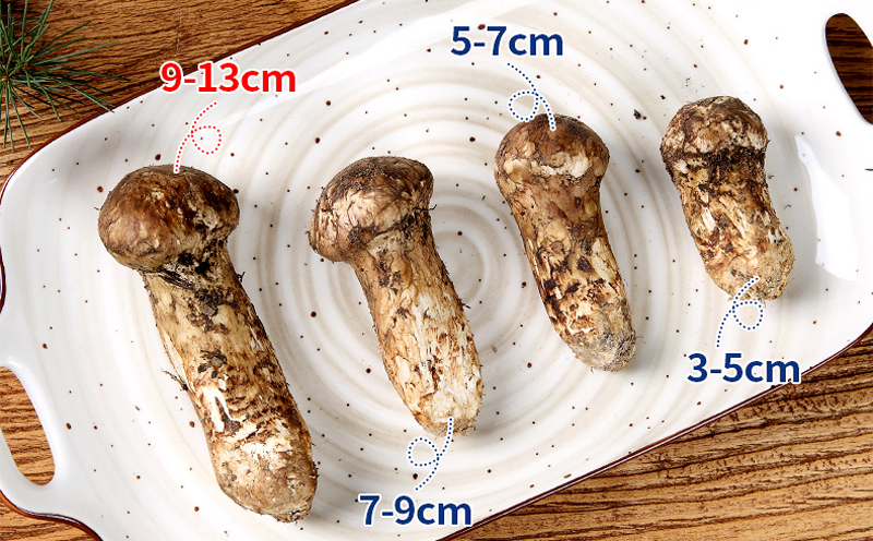 新鲜松茸大小图片