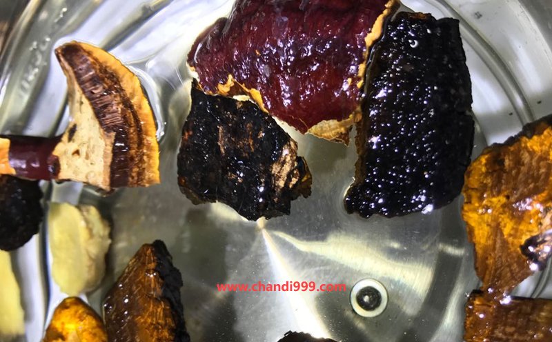 桑黄煮水图片