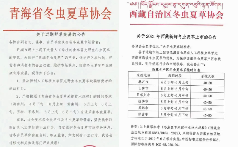 新鲜虫草上市时间表