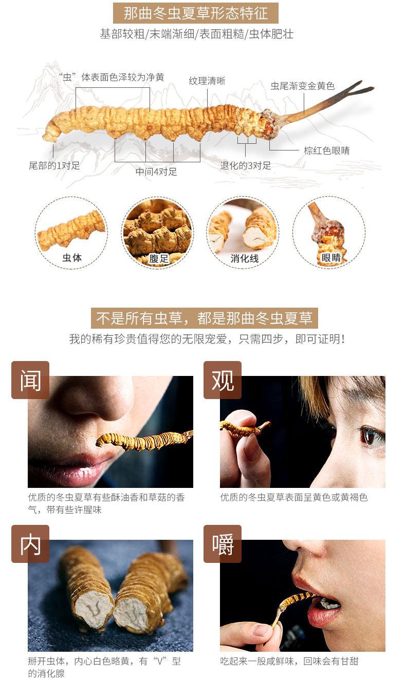 那曲虫草特征图片