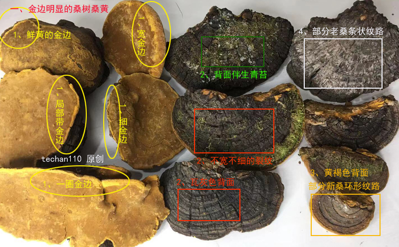 桑树桑黄鉴别方法图片