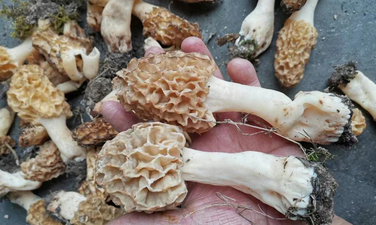 野生羊肚菌图片2