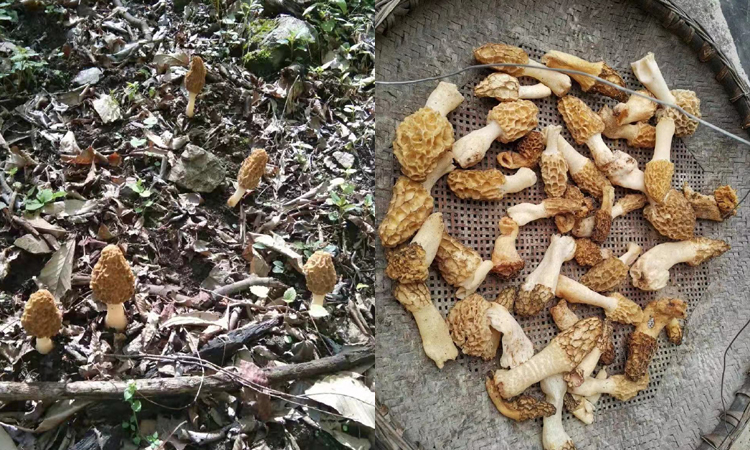 野生羊肚菌图片3
