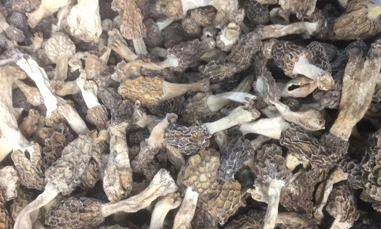 野生羊肚菌干品图片