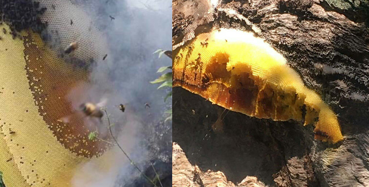 岩蜜蜂巢图片