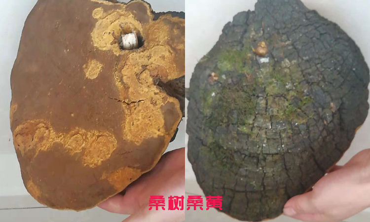 6斤重的大桑树桑黄