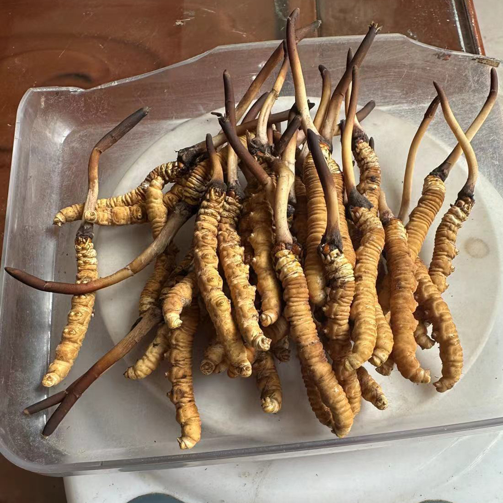 果洛鲜虫草50根图片