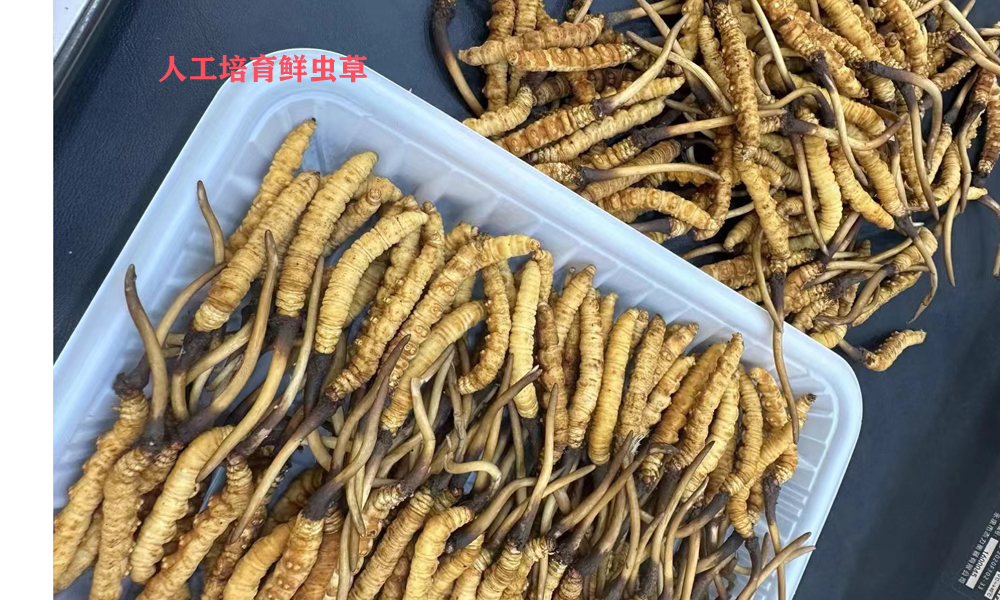 人工鲜虫草图片