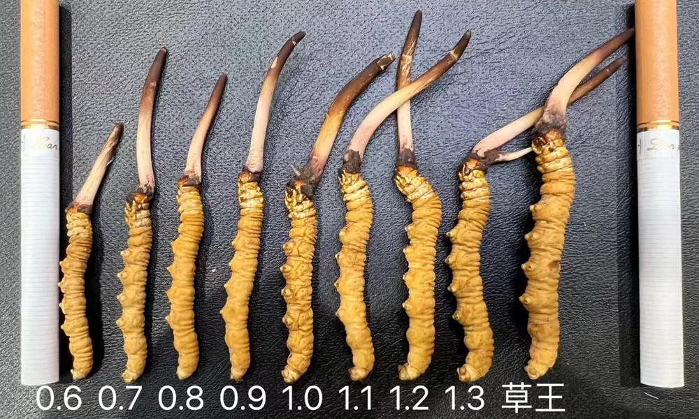 新鲜冬虫夏草大小对比图片