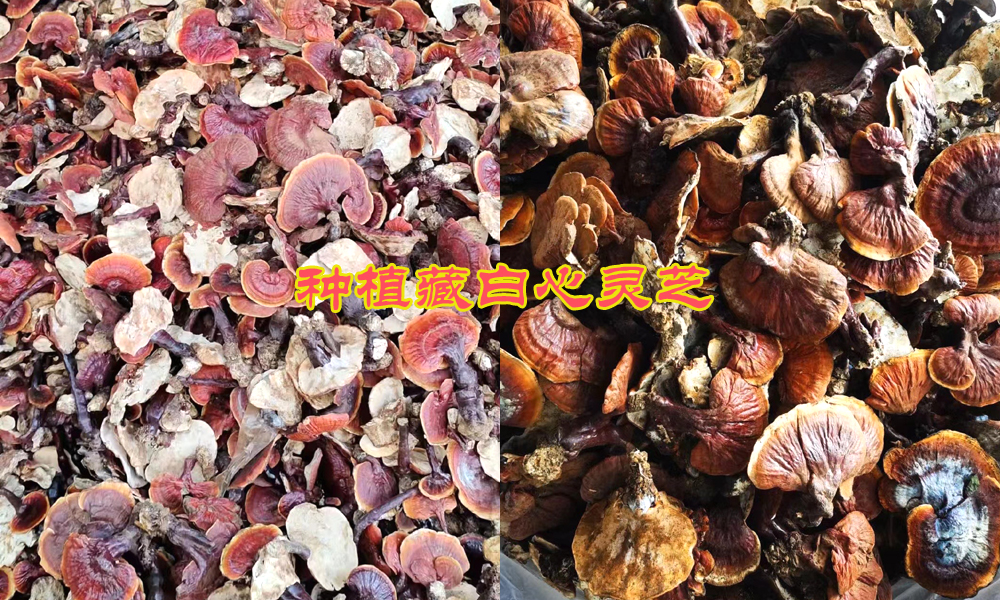 种植白心灵芝图片