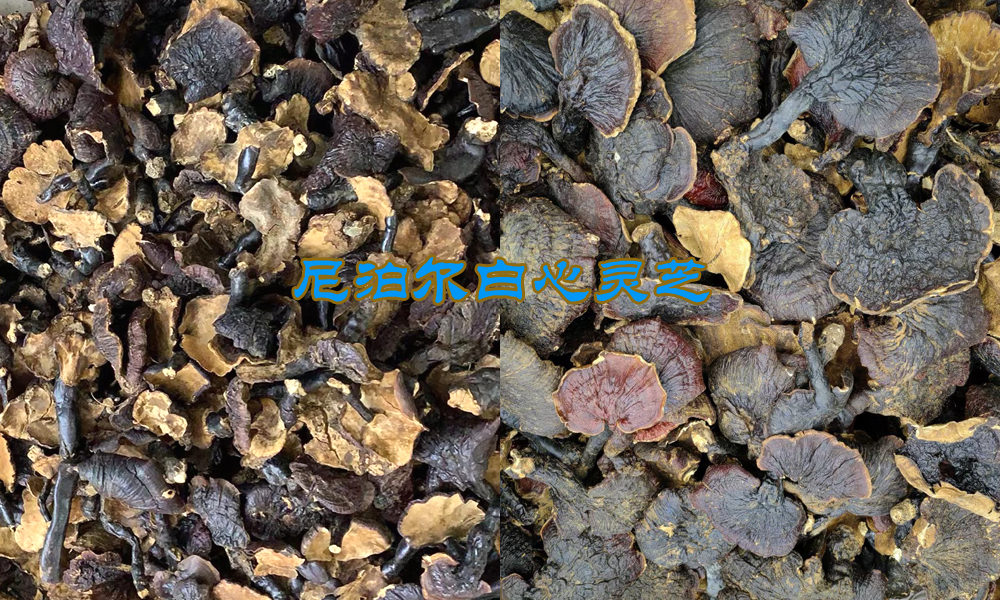 尼泊尔白心灵芝图片