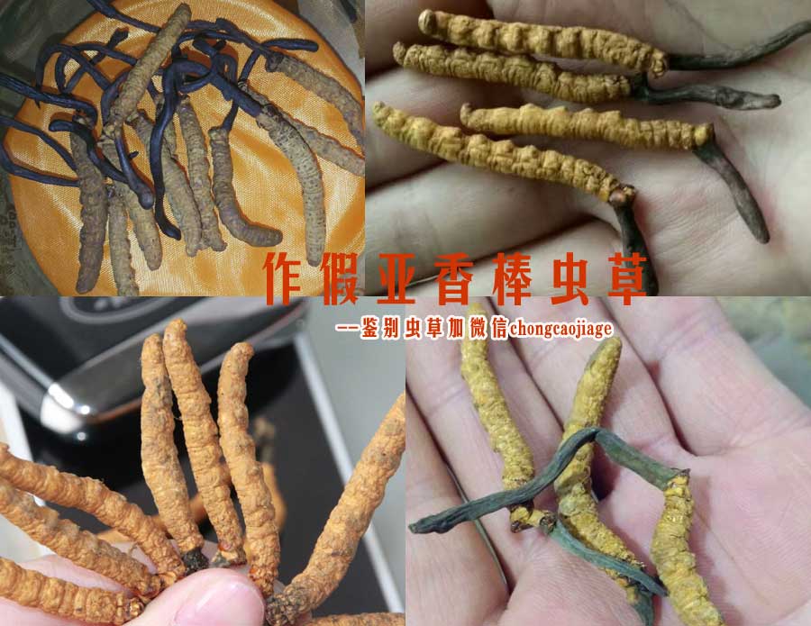 亚香棒虫草图片