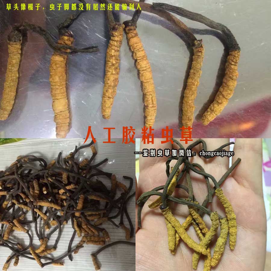 人工胶粘虫草冒充四川虫草图片