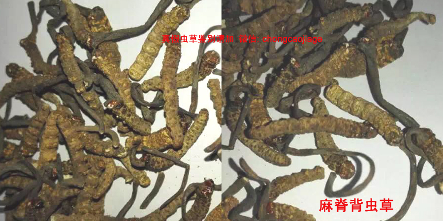 麻脊背虫草或马脊背虫草图片