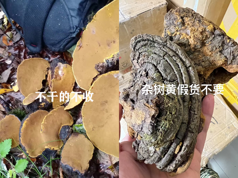 新鲜采摘桑黄和杂树黄图片