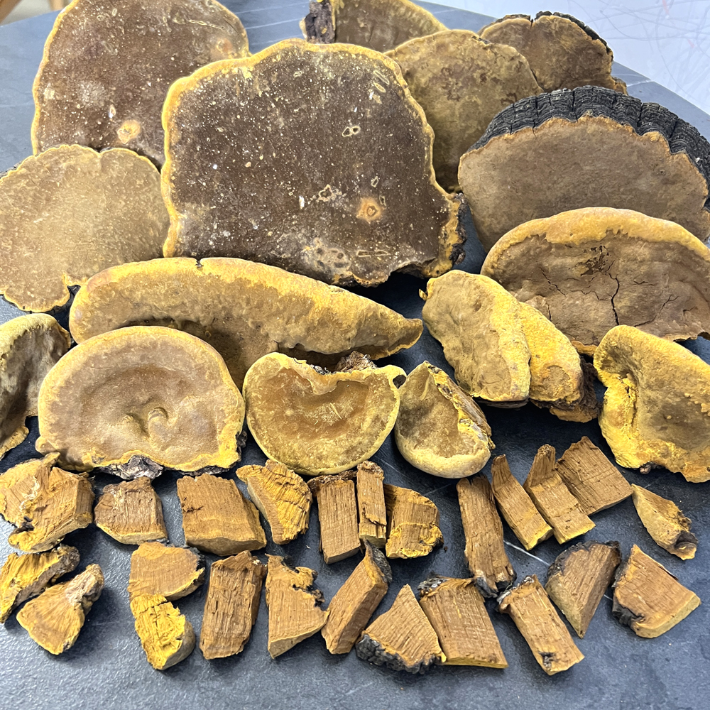 野生桑树桑黄实物高清图片3