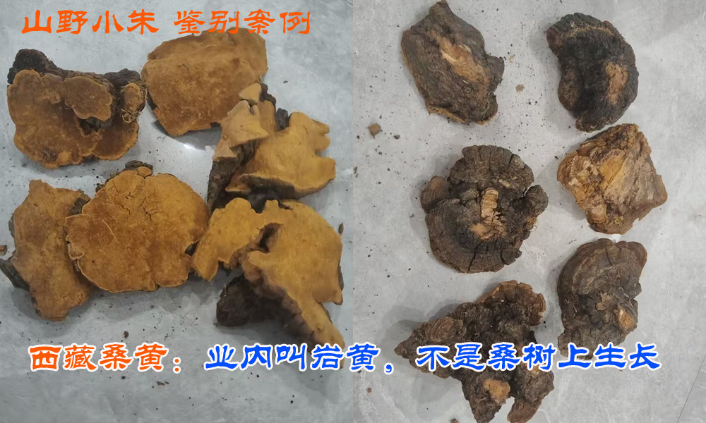 西藏野生桑黄